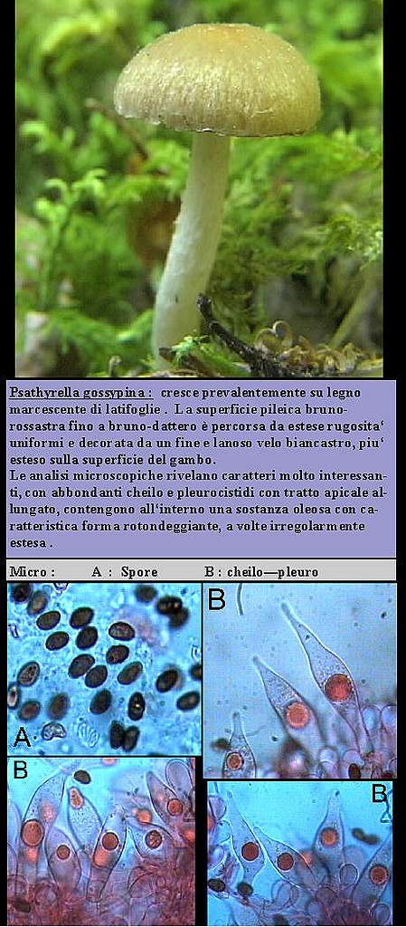 Psathyrella gossypina   (Bull.)   A. Pearson & Dennis